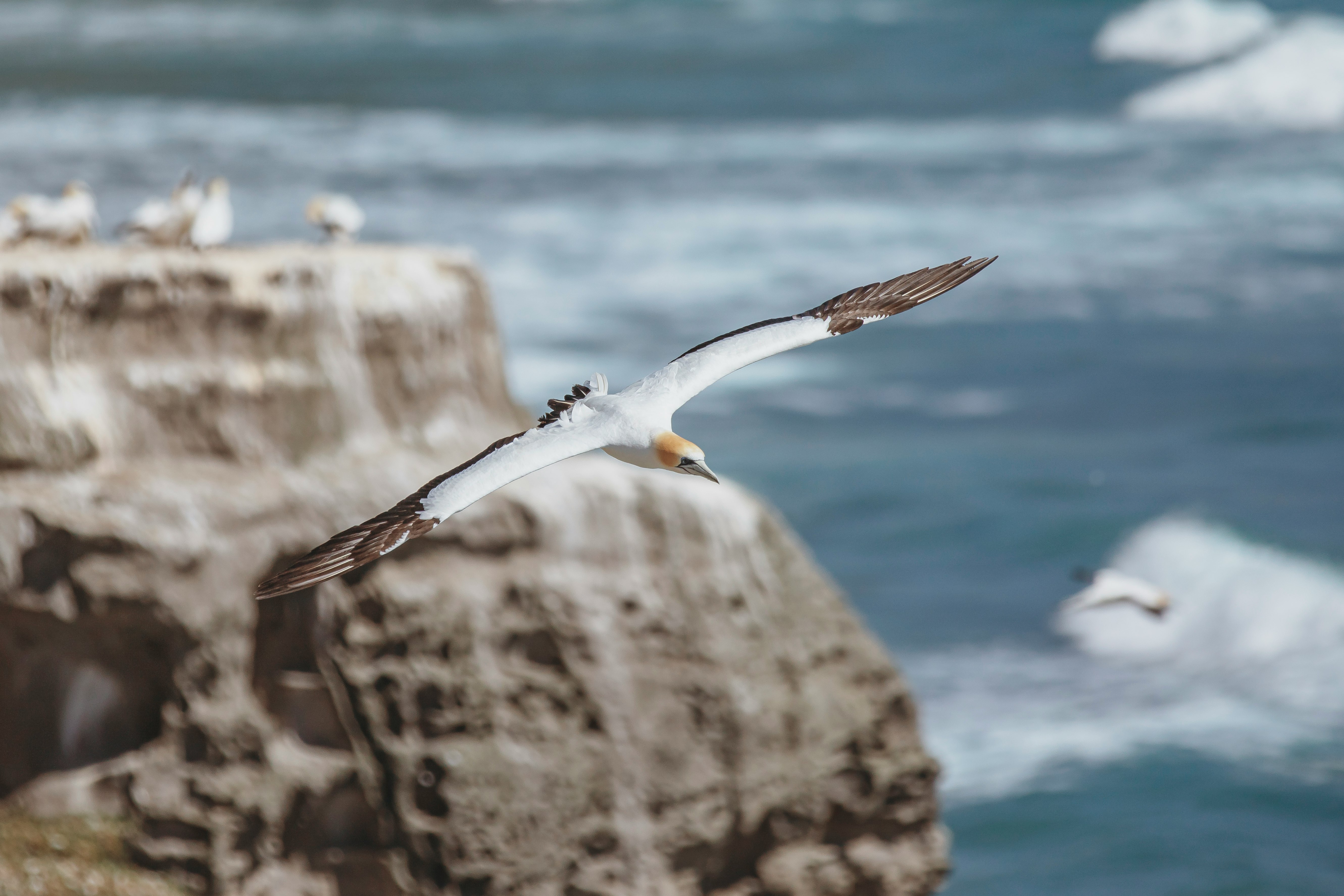 white and brown bird flying over the sea during daytime